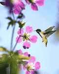 pic for Bee bird